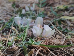 Astragalus scaberrimus