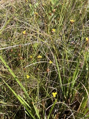 Xyris brevifolia