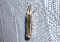 Crambus praefectellus