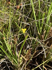 Xyris brevifolia