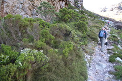Anthochortus crinalis