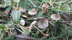Mycena olivaceomarginata