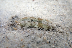 Plakobranchus ocellatus