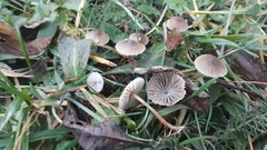 Mycena olivaceomarginata