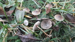 Mycena olivaceomarginata