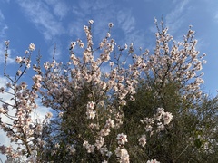 Prunus amygdalus