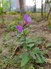 Vicia bungei