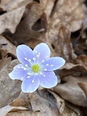 Hepatica