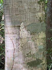 Thysania agrippina