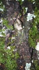 Mycena pseudocorticola