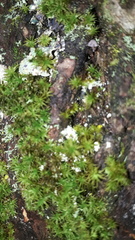 Mycena pseudocorticola