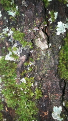 Mycena pseudocorticola