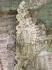 Thysania agrippina