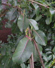 Cryptostegia grandiflora