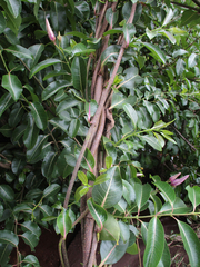 Cryptostegia grandiflora