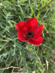 Ranunculus asiaticus