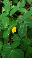 Senna uniflora