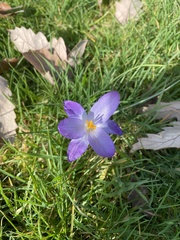 Crocus tommasinianus