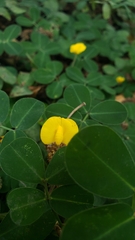 Senna uniflora