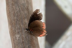Biblis hyperia