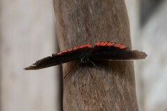 Biblis hyperia