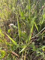 Ranunculus asiaticus
