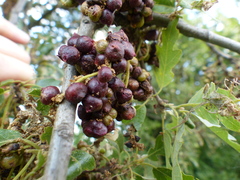 Andricus grossulariae