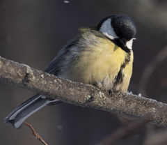 Parus major