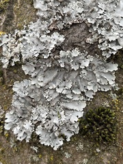 Parmelina tiliacea