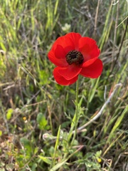 Ranunculus asiaticus