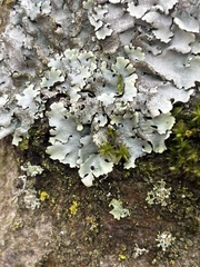 Parmelina tiliacea