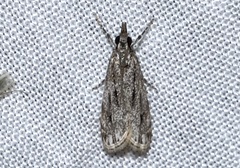Eudonia strigalis