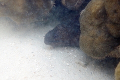 Gymnothorax javanicus