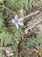 Erodium ciconium