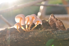Mycena renati