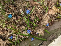 Scilla