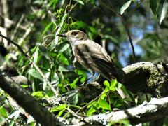 Myiarchus swainsoni