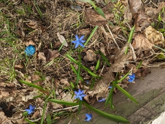 Scilla