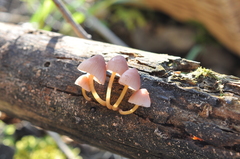 Mycena renati
