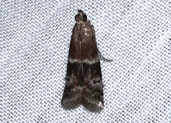 Moodna ostrinella