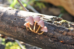 Mycena renati