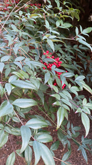 Nandina domestica