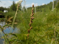 Carex disticha