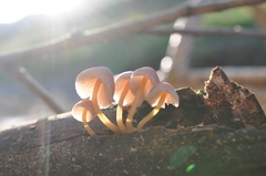 Mycena renati