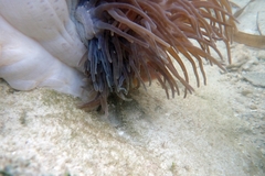 Amphiprion perideraion