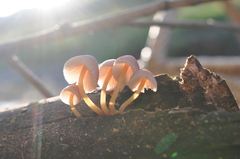 Mycena renati