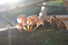 Mycena renati