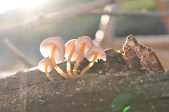Mycena renati