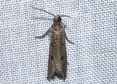 Bactra
