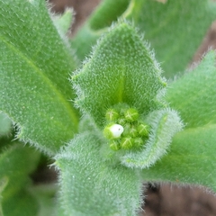 Tomostima platycarpa